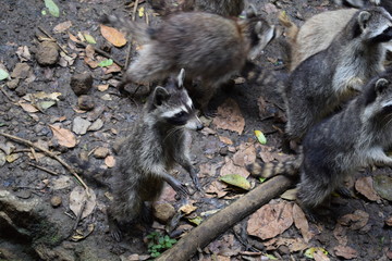 raccon