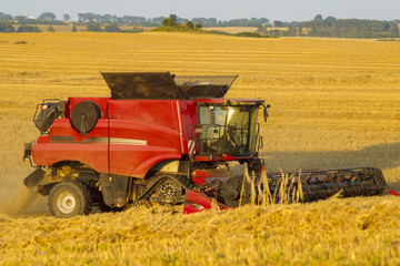 Fototapeta premium Combine harvester agriculture machine harvesting golden ripe wheat field in light of the setting sun in Germany