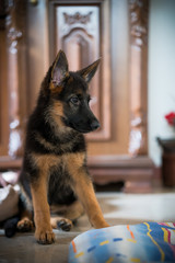 Cucciolo di pastore tedesco