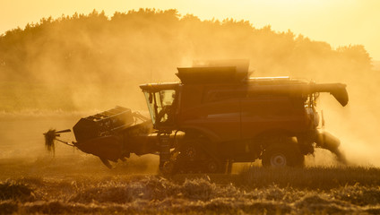 Fototapeta premium Combine harvester agriculture machine harvesting golden ripe wheat field in light of the setting sun in Germany
