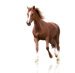 Foto op Aluminium rood paard met de drie witte benen en witte lijn op het gezicht geïsoleerd op een witte achtergrond loopt © ashva