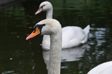 Fototapeta premium Two swans on the lake