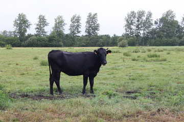 A black cow in a field (France) - July 23th 2017