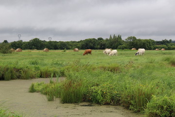  A herd of cows of breed "Nantaise" (France) - July 23th 2017
