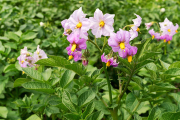Flowering potato field.