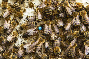 &nbsp; Queen bee among bees. A queen bee with a group of bees on a small wax frame. queen bee is marked with a special tag	