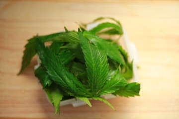Fresh hemp leaves for salad preparation. The medical cannabis