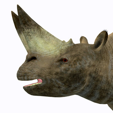 Arsinoitherium Mammal Head - Arsinoitherium was a herbivorous rhinoceros-like mammal that lived in Africa in the Early Oligocene Period.