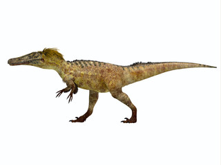 Austroraptor Dinosaur Side Profile - Austroraptor was a carnivorous theropod dinosaur that lived in Argentina in the Cretaceous Period.
