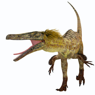 Austroraptor Dinosaur on White - Austroraptor was a carnivorous theropod dinosaur that lived in Argentina in the Cretaceous Period.