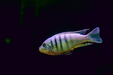 Beautiful fish in the aquarium