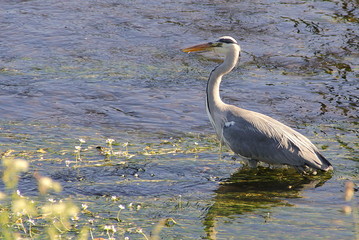 great blue heron