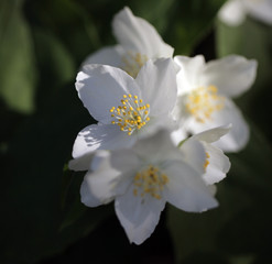 jaśmin - piękne białe kwiaty na gałęzi