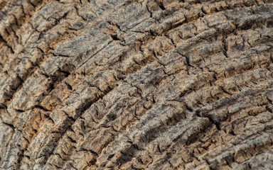 Barks, Tree Trunks, Textures, Patterns and more