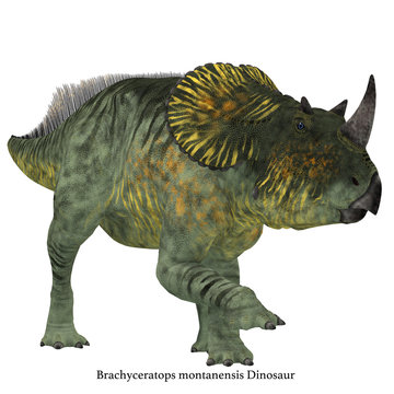 Brachyceratops Dinosaur on White with Font - Brachyceratops is a herbivorous Ceratopsian dinosaur that lived in Alberta, Canada and Montana, USA in the Cretaceous Period.