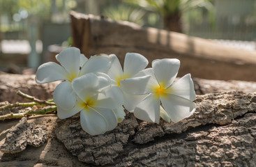 frangipani (plumeria) , in white color and blur style for background 