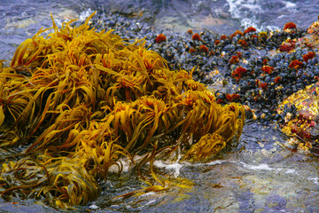 Colorful Sea Bounty