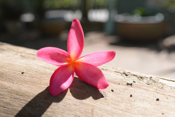frangipani (plumeria) , in pink color and  blur style for background 