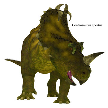 Centrosaurus Dinosaur Neck Frills with Font - Centrosaurus is a herbivorous Ceratopsian dinosaur that lived in Canada in the Cretaceous Period.