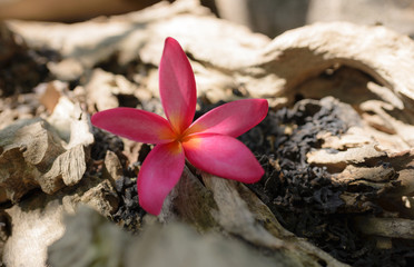 frangipani (plumeria) , in pink color and  blur style for background 