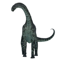 Cetiosaurus Dinosaur on White - Cetiosaurus was a herbivorous sauropod dinosaur that lived in Morocco, Africa in the Jurassic Period.