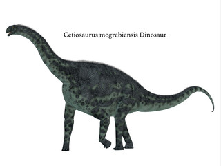 Naklejka premium Cetiosaurus Dinosaur Side Profile with Font - Cetiosaurus was a herbivorous sauropod dinosaur that lived in Morocco, Africa in the Jurassic Period.