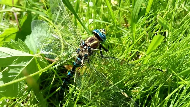 Brachytron pratense - Hairy Dragonfly. 