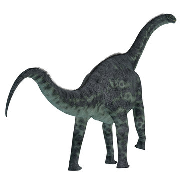 Cetiosaurus Dinosaur Tail - Cetiosaurus was a herbivorous sauropod dinosaur that lived in Morocco, Africa in the Jurassic Period.
