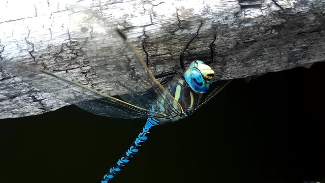 Brachytron pratense - Hairy Dragonfly. 