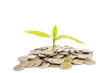 Growth plant on mountain stack of coins isolate on white background business concept with ciiping path.Super clear image good for multi exposure for photo.