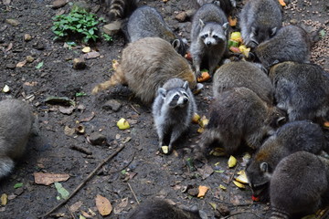 Naklejka premium the racoon