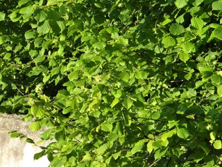 Obraz premium Green hazel grove at dawn.