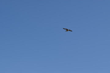Gull in the sky