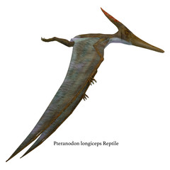 Pteranodon Reptile Side Profile with Font - Pteranodon was a flying carnivorous reptile that lived in North America in the Cretaceous Period. © Catmando