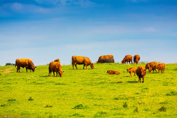 Fototapeta premium Brown Cows