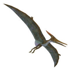 Pteranodon Reptile Soaring - Pteranodon was a flying carnivorous reptile that lived in North America in the Cretaceous Period. © Catmando