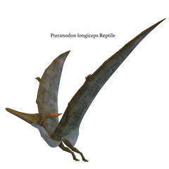 Pteranodon Reptile Wings Up with Font - Pteranodon was a flying carnivorous reptile that lived in North America in the Cretaceous Period. © Catmando