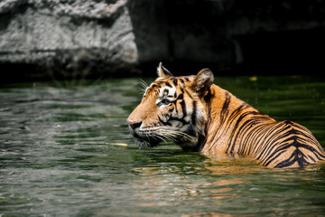 Closeup portrait of a swimming indochinese tiger