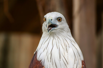 Hawk, Hawk eyes, red wing color hawk, Brahminy Kite is Flying Predators and powerful hawk that use to control other bird in farmer, biological control
