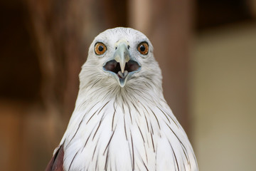 Hawk, Hawk eyes, red wing color hawk, Brahminy Kite is Flying Predators and powerful hawk that use to control other bird in farmer, biological control