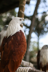 Hawk, Hawk eyes, red wing color hawk, Brahminy Kite is Flying Predators and powerful hawk that use to control other bird in farmer, biological control