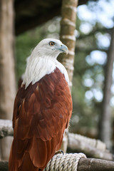Hawk, Hawk eyes, red wing color hawk, Brahminy Kite is Flying Predators and powerful hawk that use to control other bird in farmer, biological control