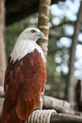 Hawk, Hawk eyes, red wing color hawk, Brahminy Kite is Flying Predators and powerful hawk that use to control other bird in farmer, biological control