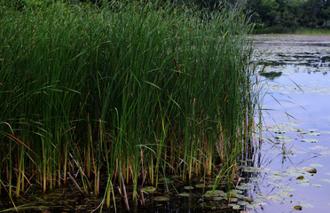 cat tails and lake cr 2017darrellbanks