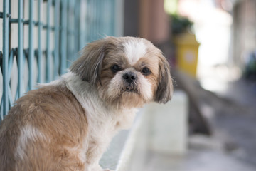 Male street shih tzu dog is standing and looking at something.