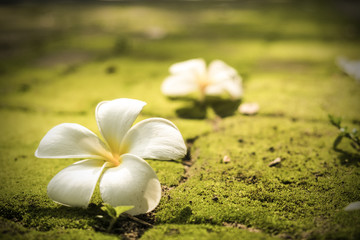 Plumeria on the ground covered with moss