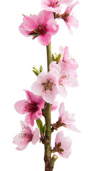 Obraz na płótnie Canvas pink peach blossom isolated