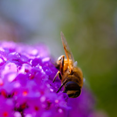 Bee on purple flower