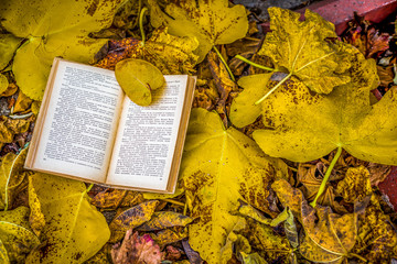 Old book in autumn leaves