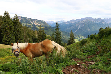 Fototapeta na wymiar Haflinger Pferd in den Allgäuer Alpen